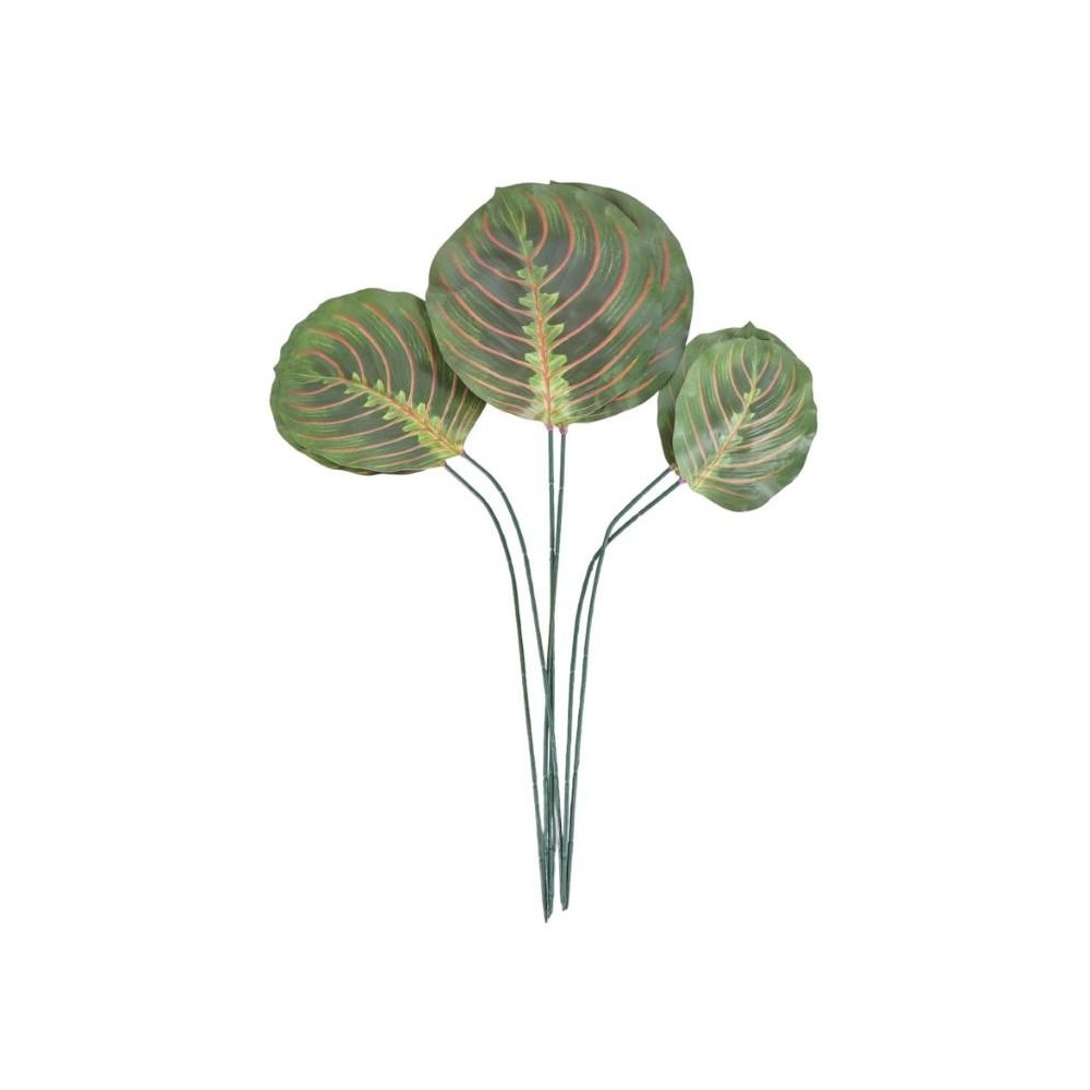 SET 6 FOGLIE MARANTA LEUCONE 3